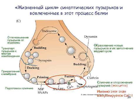 Процесс фузии синаптических пузырьков