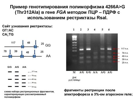 Проявление полиморфизма в гене f2 gg