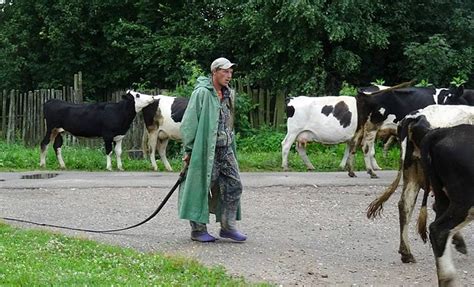 Психологический смысл сновидения о пасти коров