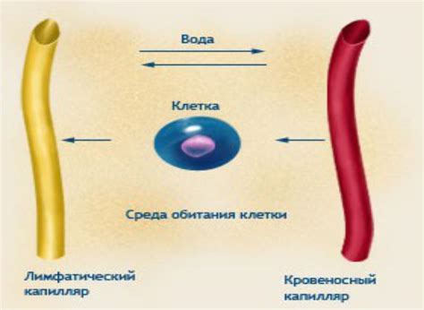 Пути поступления меди в организм