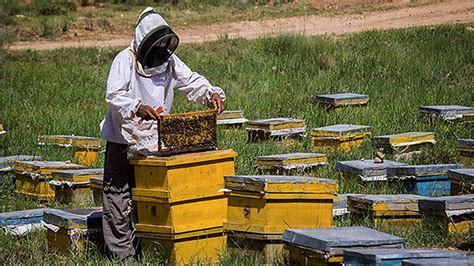 Пчеловодство и производство меда