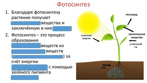 Пыль снижает фотосинтез и замедляет рост растений