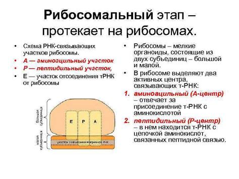 РНК-рибосомальный комплекс