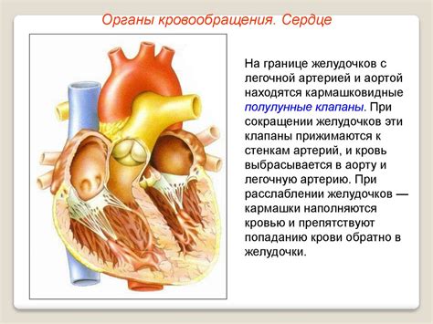 Работа сердца и кровообращение