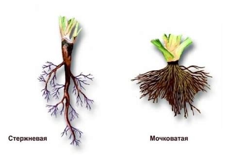 Разборка корневой системы