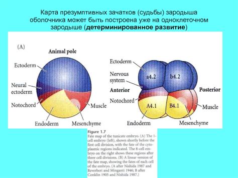 Развитие в зародыше