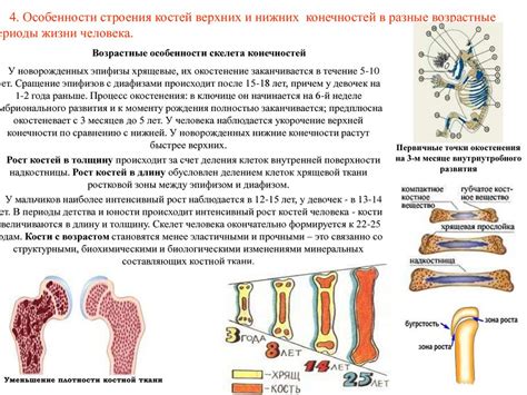 Развитие и изменения костей взрослого: с возрастом и при нагрузках