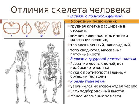 Развитие и строение костей ребенка и взрослого: отличия и особенности