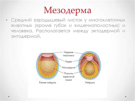 Развитие клеток мезодермы