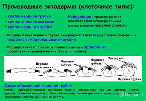 Развитие клеток эктодермы