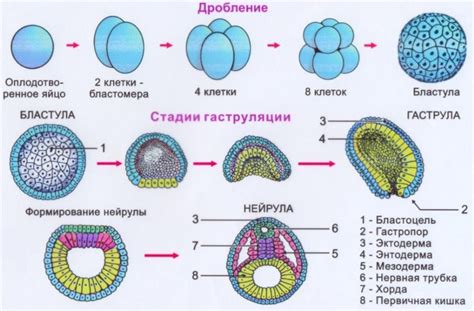 Развитие первичных органов зародыша