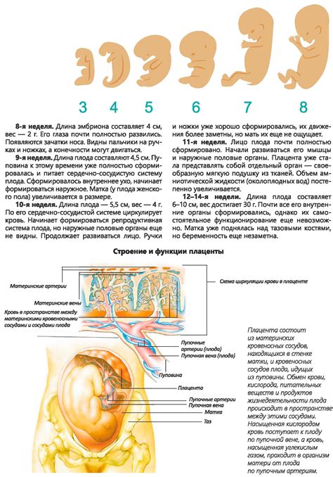 Развитие половых органов