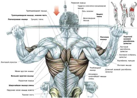Развитие трицепса и его влияние на спину