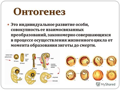 Развитие - изменение структуры и функций организма