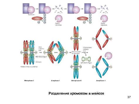 Разделение хромосом