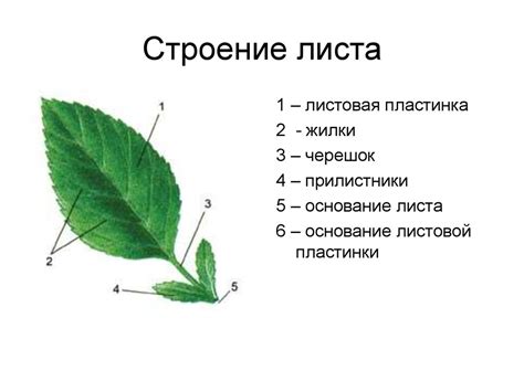 Раздел 1: Основные части листа