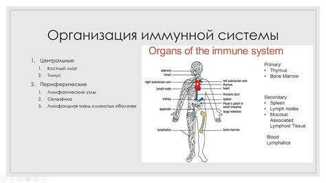 Раздел 1: Принципы работы иммунной системы