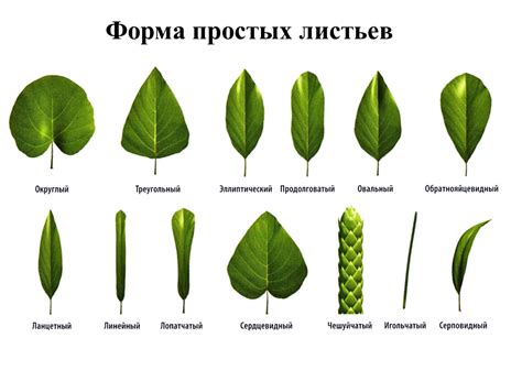 Раздел 2: Форма и размеры листьев