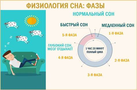 Раздел 3: Фазы сна: быстрый и медленный