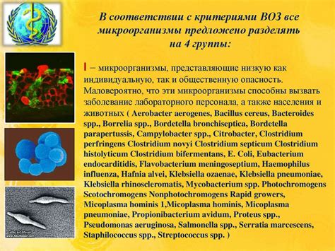 Раздел 4: Развитие патогенных микроорганизмов в шпротах