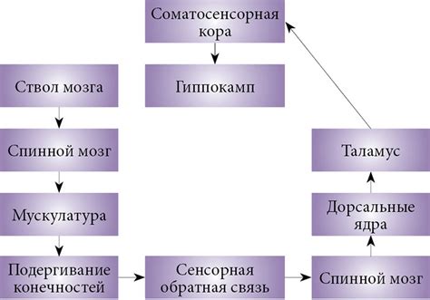 Раздел 6: Периодические движения во время сна