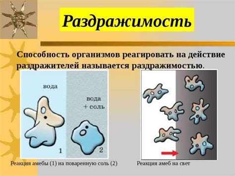 Раздражимость в биологии: основные понятия