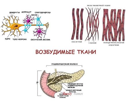 Раздражимость клеток: специфика и влияющие факторы