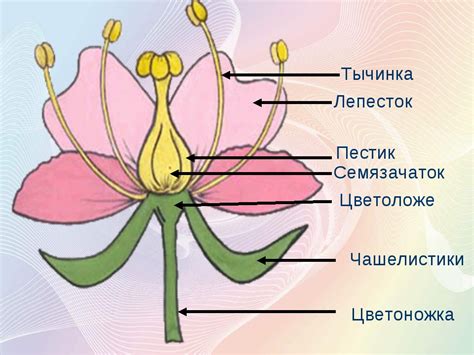 Различие между пестицком и тычинкой