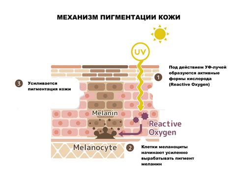 Различия в пигментации кожи