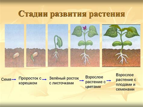 Различия в скорости роста и развития