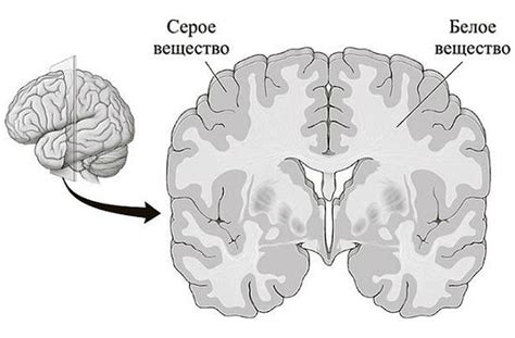 Различия в строении серого и белого вещества