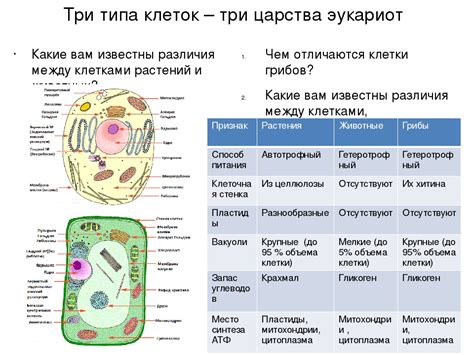 Различия между клетками эукариотических организмов