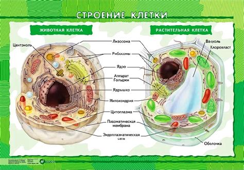 Различия между клеточными оболочками у животных и растений