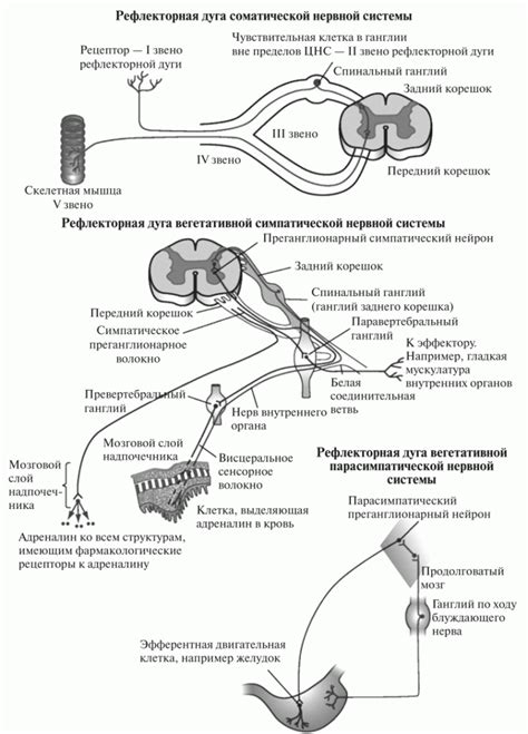 Различия между соматической и вегетативной нервной системой