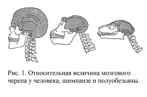 Различия между человеком и человекообразными обезьянами