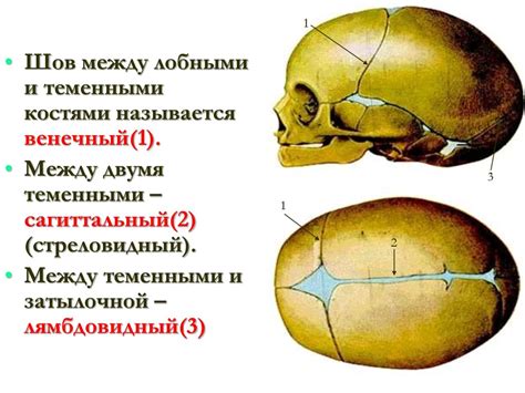 Различные методы соединения костей черепа