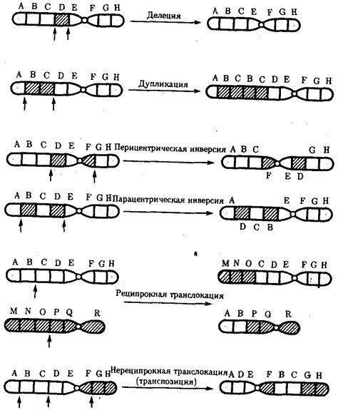 Различные типы хромосомных мутаций