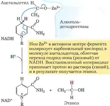 Разложение пирувата в анаэробных условиях