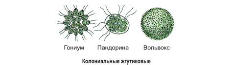 Размеры и форма: вольвокс vs пандорина