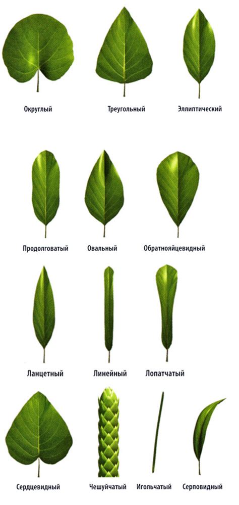 Размер и форма листьев