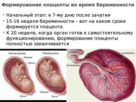 Размер матки и плаценты