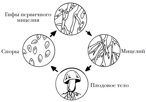 Размножение грибов