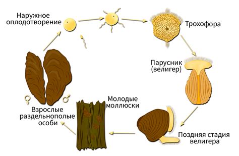 Размножение и возраст