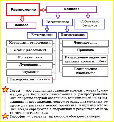 Размножение полипов и особенности их размножения