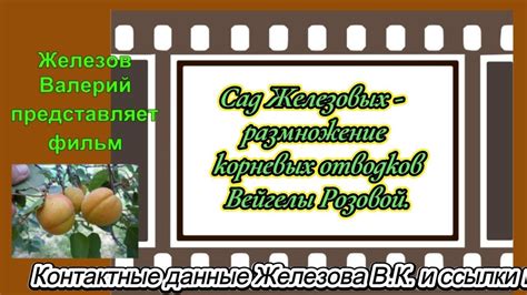 Размножение полыни путем корневых отводков