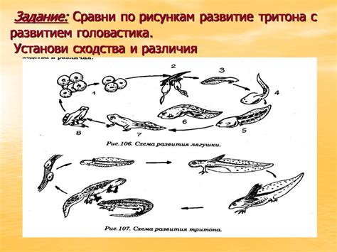 Размножение рыб и земноводных: сходство и особенности