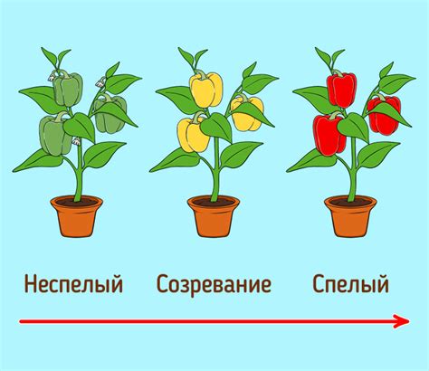 Разница между желтым и зеленым богомолами