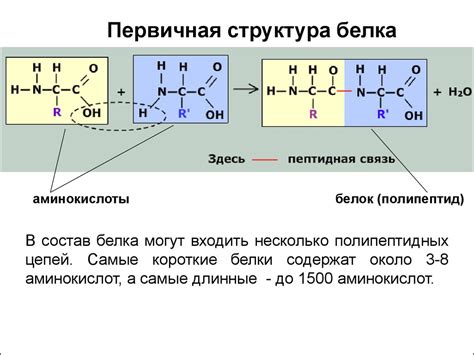 Разница между L- и D-аминокислотами