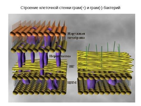 Разновидности клеточной стенки