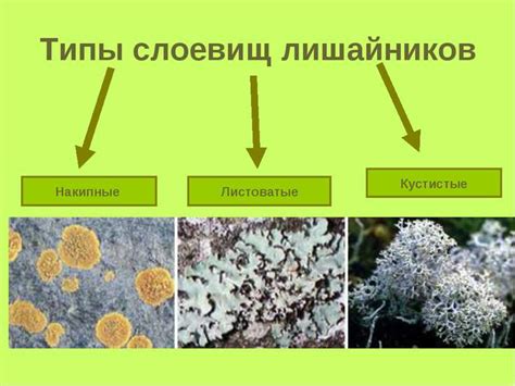 Разновидности ляс по назначению и внешнему виду